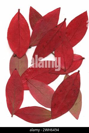 Pressed blueberry leaves on a white background. Stock Photo