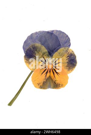 A pressed pansy flower on a white background. Stock Photo