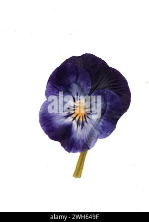 A pressed pansy flower on a white background. Stock Photo