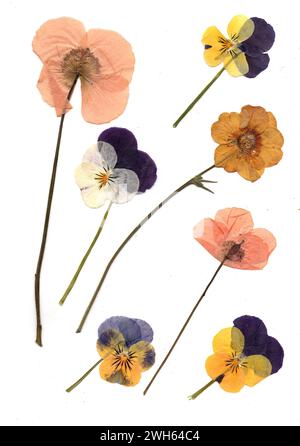 Pressed summer flowers on a white background. Stock Photo