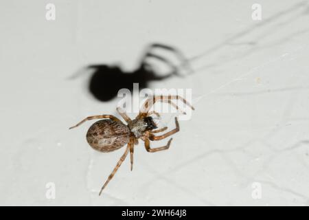 Grey House Spider, Badumna longinqua, with shadow, introduced into New Zealand from Australia, Nelson, South Island, New Zealand Stock Photo