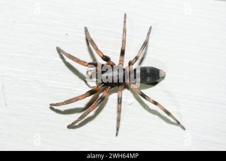 Juvenile White-tailed Spider, Lampona sp, introduced to New Zealand from Australia, Nelson, South Island, New Zealand Stock Photo