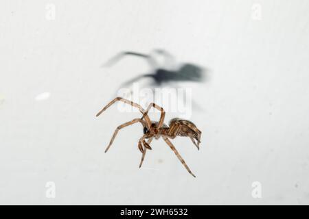 Grey House Spider, Badumna longinqua, with shadow, introduced into New Zealand from Australia, Nelson, South Island, New Zealand Stock Photo