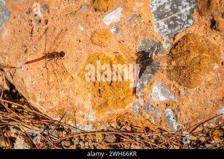 A dragonfly gracefully perched on a sunlit rock, embodying the delicate balance of nature and bringing a moment of tranquility. Stock Photo