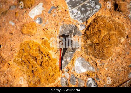 A dragonfly gracefully perched on a sunlit rock, embodying the delicate balance of nature and bringing a moment of tranquility. Stock Photo