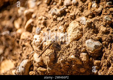 A dragonfly gracefully perched on a sunlit rock, embodying the delicate balance of nature and bringing a moment of tranquility. Stock Photo