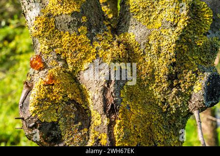 Nature's palette unfolds on a tree trunk adorned with lichens, resin, and moss, showcasing the vibrant organic growth in a woodland ecosystem. Stock Photo