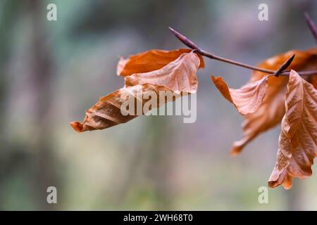 Dead golden leaves on a tree branch. Autimn colors in the forest setting. Stock Photo