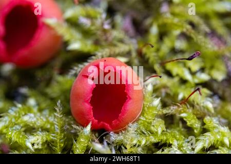 Bright red Elf cup fungi. Sarcoscyphaceae growing on rotting wood surrounded by moss on the damp forest floor Stock Photo