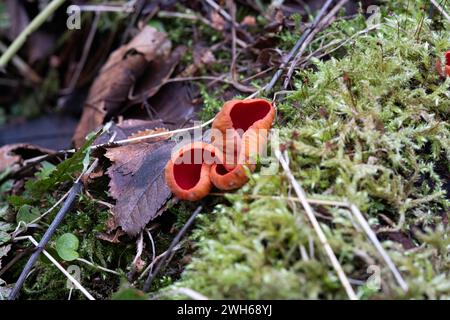 Bright red Elf cup fungi. Sarcoscyphaceae growing on rotting wood surrounded by moss on the damp forest floor Stock Photo