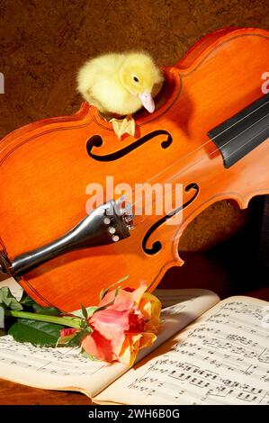 4 days old easter duckling sitting on a violin Stock Photo