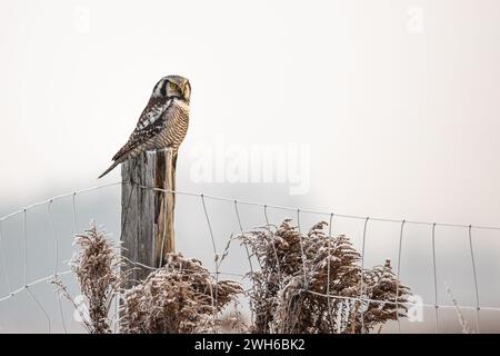 Hawk Owl Surnia ulula Portrait in Winter, frosty winter morning Stock Photo