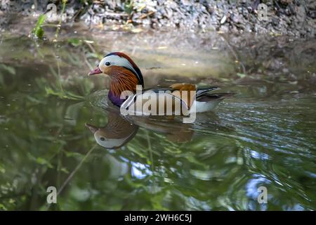 A beautiful mandarin duck male in the water Stock Photo