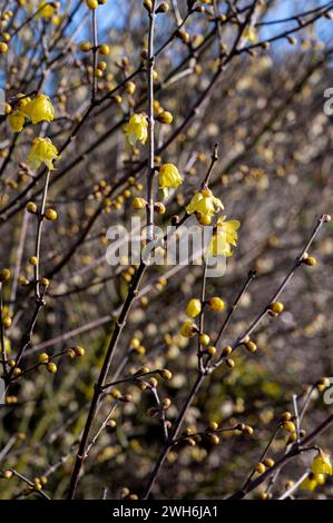 Chimonathus praecox, Wintersweet, Chimonanthus fragrans, Calycanthus praecox, Japan all-spice. Yellow flowers in winter sunshine. Stock Photo