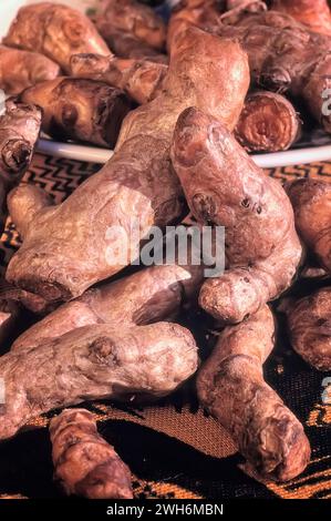 Turmeric roots (Curcuma longa), Zingiberaceae. Tropical plant in the same family as ginger, native to India, and cultivated throughout the tropics aro Stock Photo
