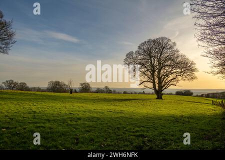 Tree in fields near West Peckham Kent Stock Photo