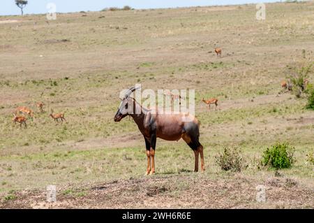 Topi standing on termite mound Stock Photo