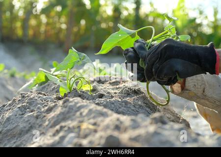 Farmers grow sweet potato crops on traditional plantations in Indonesia Stock Photo