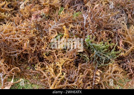 Seaweed drying. The harvested algae are dried in the sun or drained before being sold. Stock Photo