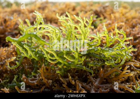 Seaweed drying. The harvested algae are dried in the sun or drained before being sold. Stock Photo