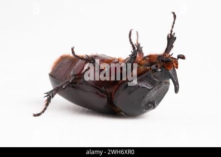 Dead rhinoceros beetle on white background Stock Photo