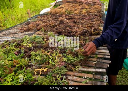 Seaweed drying. The harvested algae are dried in the sun or drained before being sold. Stock Photo