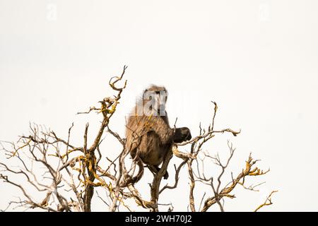 Chacma or Cape baboon (Papio ursinus) sitting high in a tree as a lookout for danger in the wild of Western Cape, South Africa Stock Photo