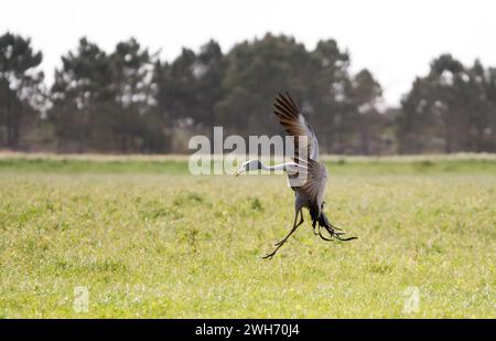 Blue crane (Grus paradisea) bird close up in the wild of Western Cape,South Africa jumping in ritual mating dance or courtship display with wings open Stock Photo