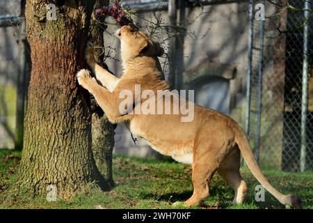 A female African Lion reaching up to her food that has been suspended from a tree at Dartmoor Zoo Park, Devon. Stock Photo