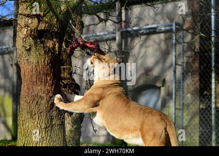 A female African Lion reaching up to her food that has been suspended from a tree at Dartmoor Zoo Park, Devon. Stock Photo