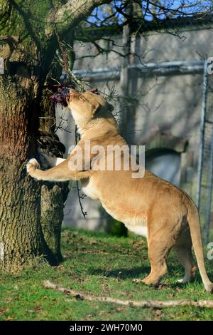 A female African Lion reaching up to her food that has been suspended from a tree at Dartmoor Zoo, Devon. Stock Photo
