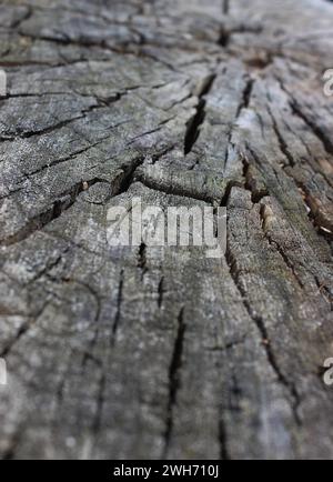 Cracked texture of cut of dry log closeup stock photo for backgrounds Stock Photo