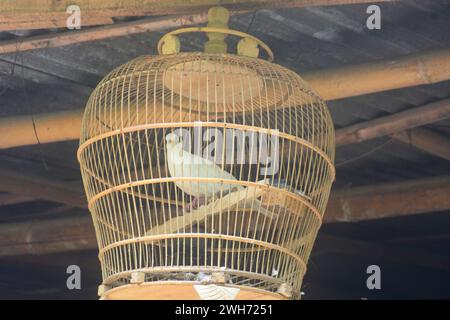 scene of a bird in a cage. birds that are kept are usually locked in a cage so they don't escape. no people. Stock Photo