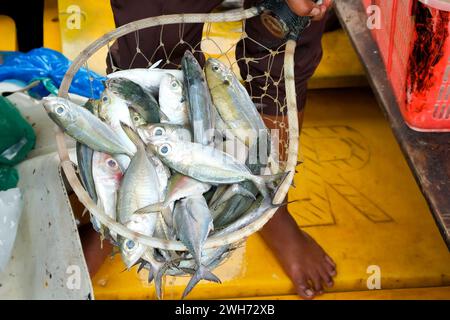 Fresh fish just arrived from the sea caught by fishermen in fishermen's dreams Stock Photo