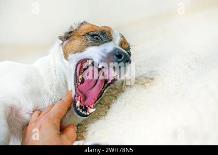 cute dog jack russell terrier yawns lying on the rug in the room Stock Photo