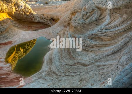 Sandstone formation reflected in an ephemeral pool.  White Pocket Recreation Area, Vermilion Cliffs National Monument, Arizona.  The sandstone shows c Stock Photo