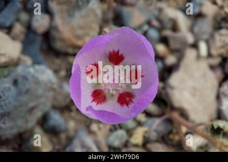 Desert Five-spot, Eremalche rotundifolia, in bloom in spring in Death Valley National Park in the Mojave Desert in California. Stock Photo