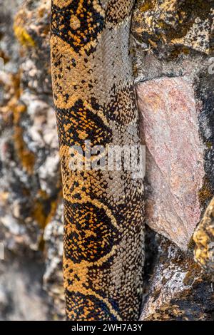 Boa constrictor close up beautiful pattern snake skin Stock Photo