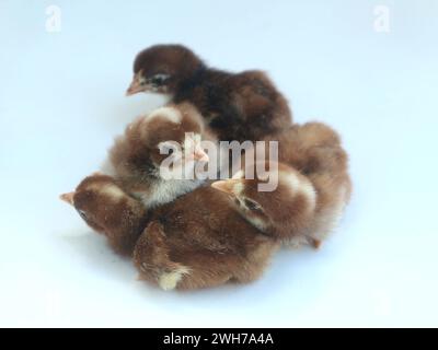 New chicks dripping isolated on white background Stock Photo