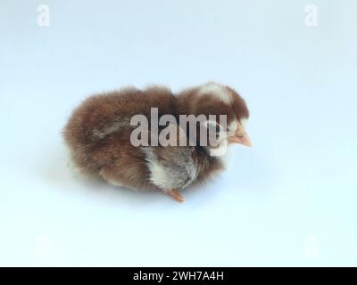 Chick isolated on white background Stock Photo