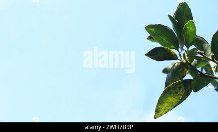 Young leaves of a sweet pine tree on a blue background Stock Photo