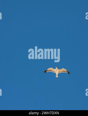 Bird in clear blue sky over ocean Stock Photo