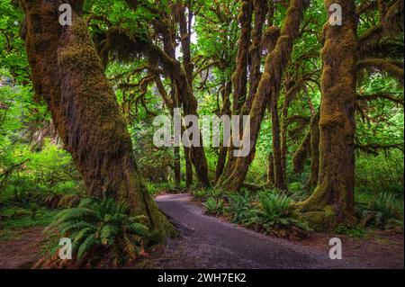 Moss-covered trees line a trail in the Hoh Rain Forest, Olympic National Park Stock Photo