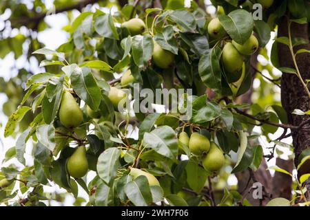 Yellow pears grow and ripening on a tree in a beautiful fruit garden. Rich pear crop grows on tree. Focus on pears Stock Photo