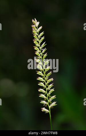 Detail Of A Spike Inflorescence Of Wiry  Tufted Crested Dogs Tail Grass, Cynosurus cristatus, Showing Florets, New Forest UK Stock Photo