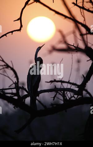 Oriental darter perched by the side of a lake Stock Photo