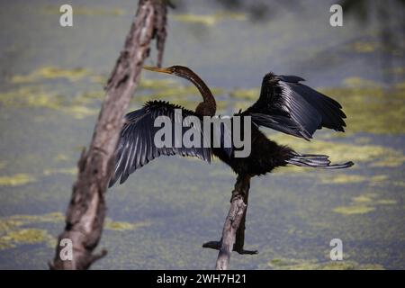 Oriental darter perched by the side of a lake Stock Photo