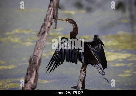 Oriental darter perched by the side of a lake Stock Photo