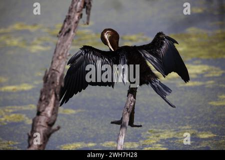 Oriental darter perched by the side of a lake Stock Photo