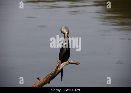 Oriental darter perched by the side of a lake Stock Photo